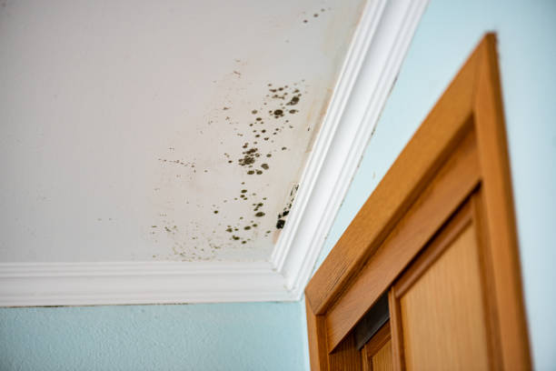 Best Mold Damage Repair  in West Baraboo, WI