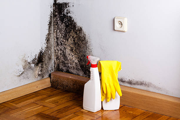 Trusted West Baraboo, WI Mold Removal Experts