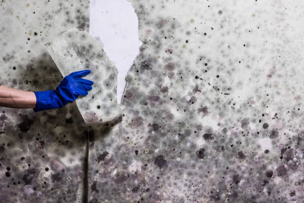 Best Emergency Mold Removal  in West Baraboo, WI